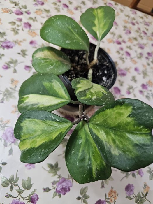 Филодендрон и хойи в наличие