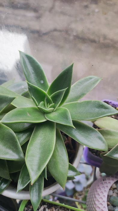 Суккуленты отростки