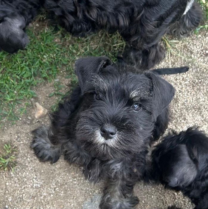 Schnautzer pitic