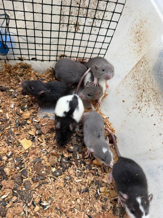 sobolani de companie