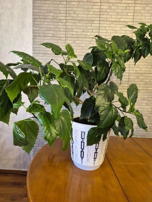 Продам цветок роза (гибискус)