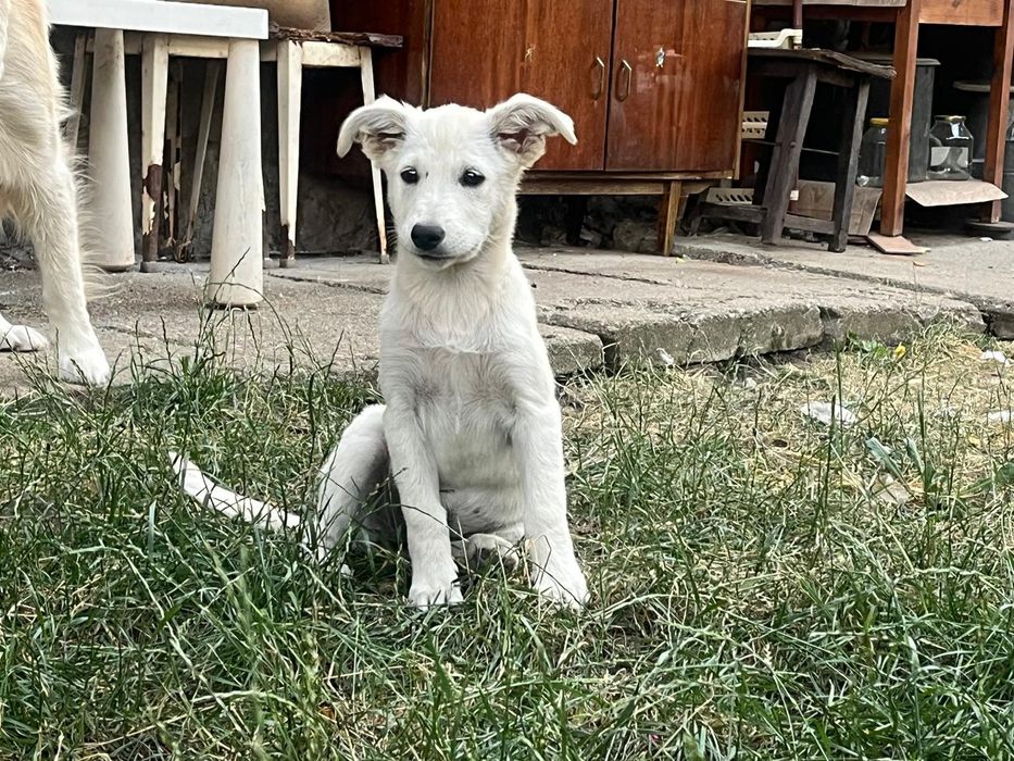 Подаряват се кутрета