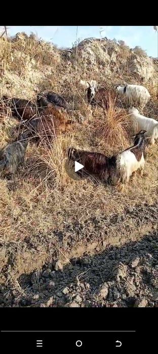 Echkilar sotiladi koʻp