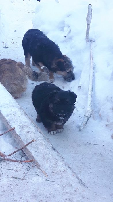 Щеночки- звоночки дружочки