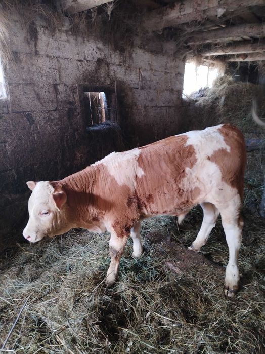 Vând vițel tauras