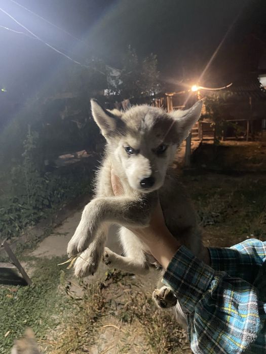 продам щенков хаски