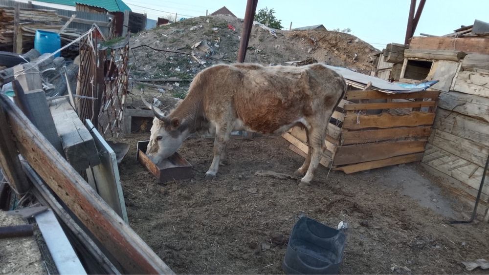 Продам стельную корову