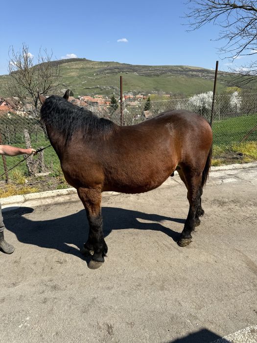 Vand urgent manz de un an  foarte bland