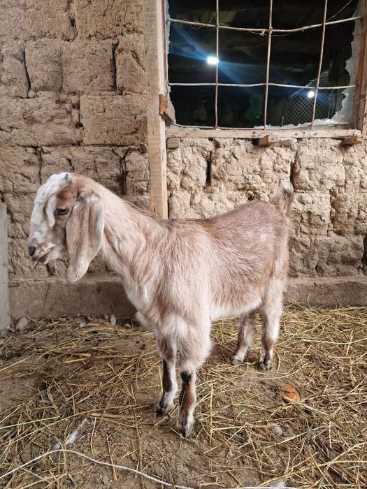 Продам коз ешкі сатам