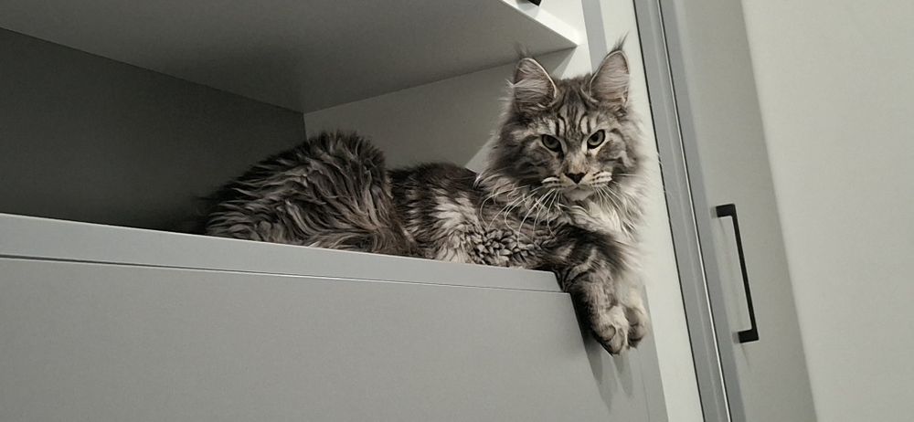 Мейн кун на 8 м.  Женска