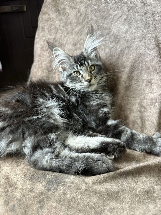 Котята Мейнкуны!