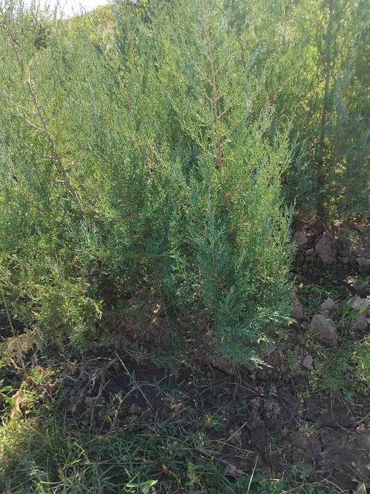 Можжевельник кучатлари