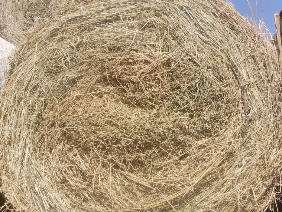 Baloti lucerna 160x120