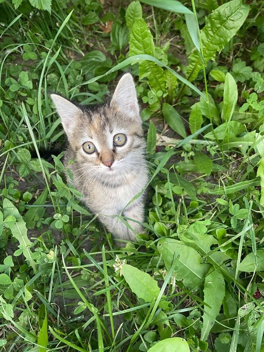 отдам кошку девочка
