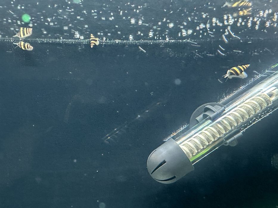 Хищная улитка хелена