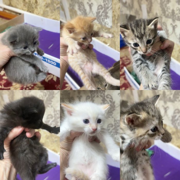 Котята белый, серый, полосатый, черный, рыжий