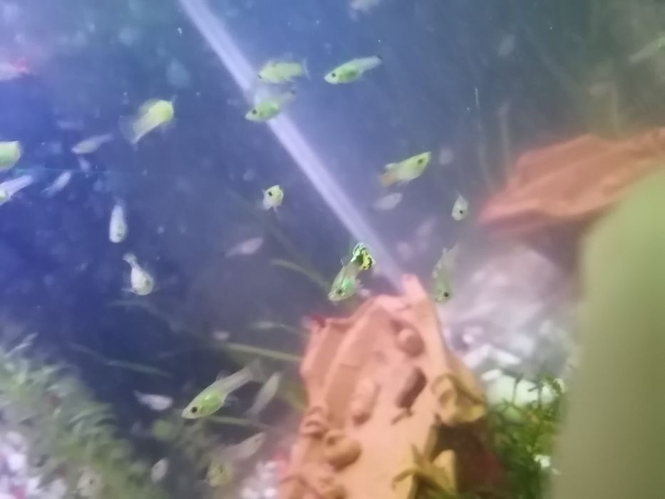 Гуппи и криветки.