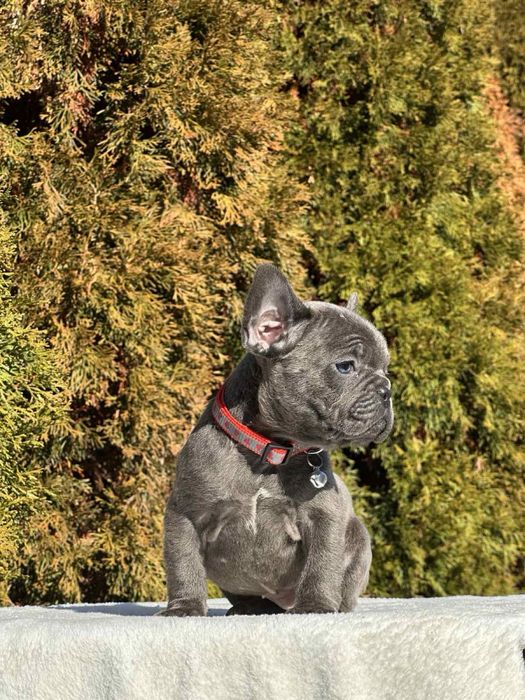 Френски Булдог French Bulldog Blue