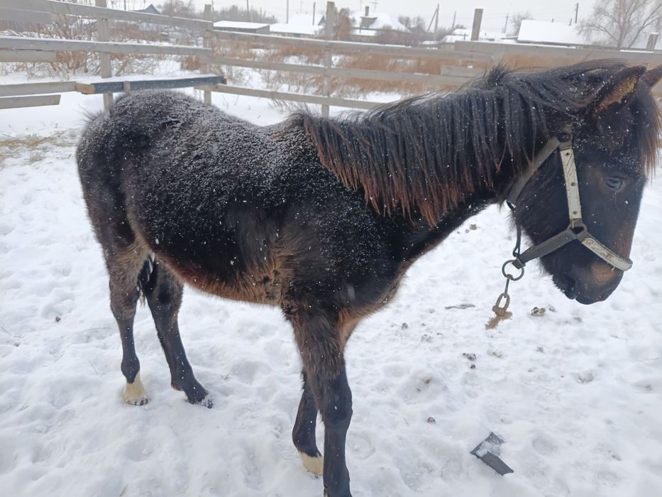 Продам жеребчика