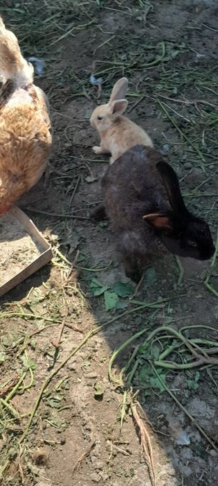 Vând iepuri femele și masculi