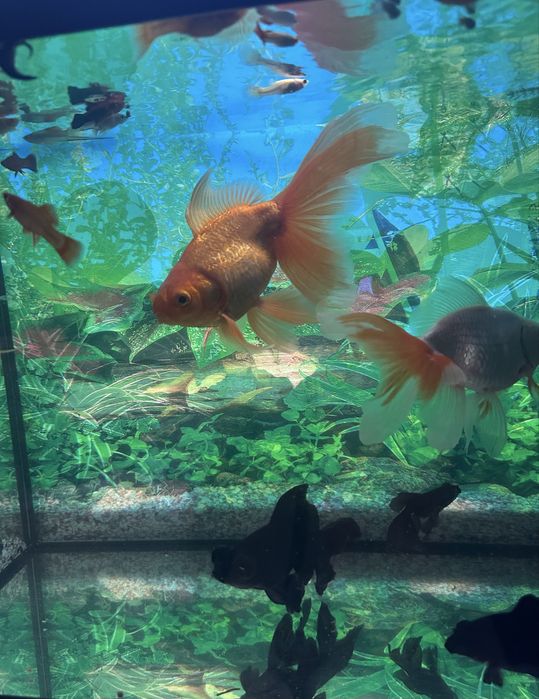 Carasi Oranda/Pesti de acvariu