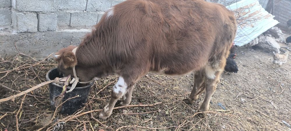 Гунажин сотилади...