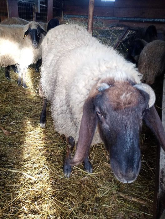 Vand Sau schimb cu roti Megan 3.