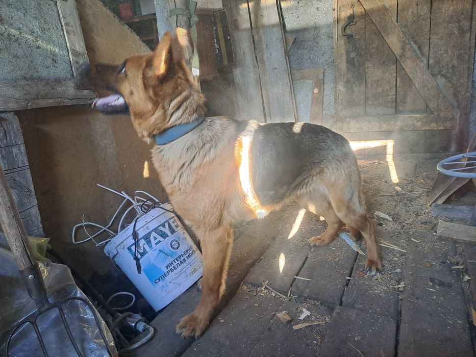 Немецкий авчарка