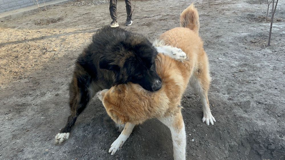 Алабай 1 год 2 мес