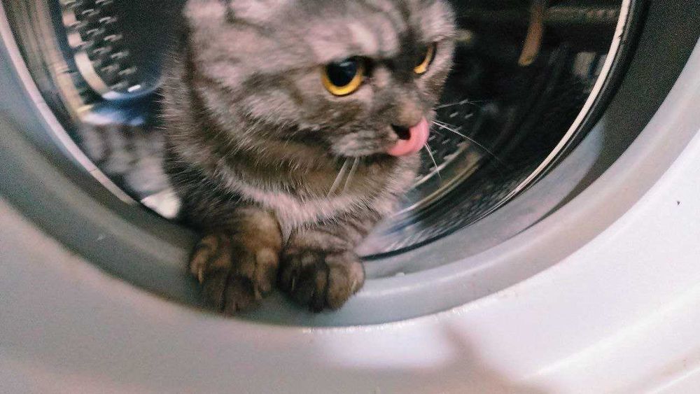 Страйт и Фолд кошки/коты