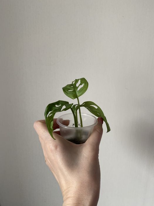 Монстера манки лиана