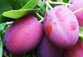 Саженцы плодовых с питомника