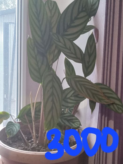 Продам комнатные цветы