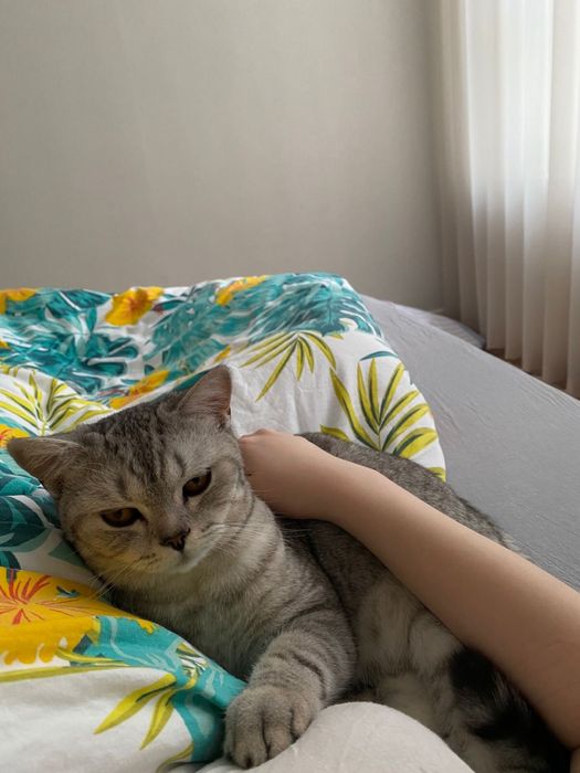 Котенок скоттиш страйт