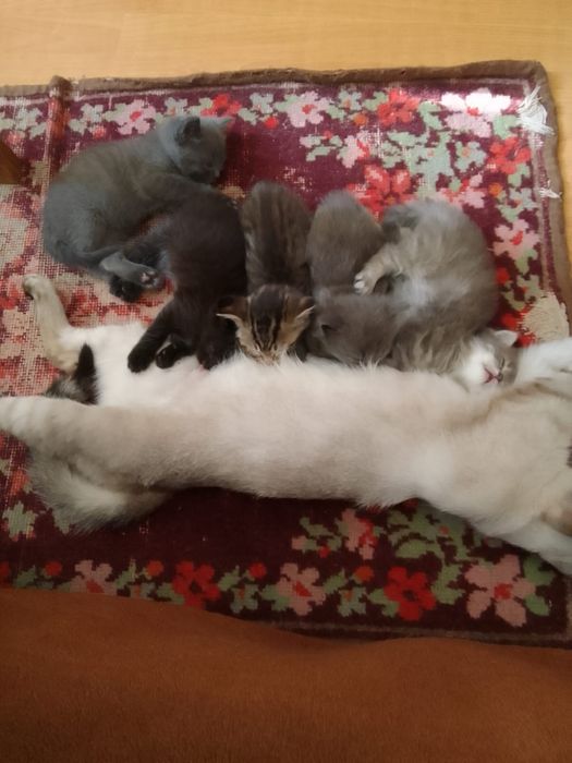Отдадим котят в добрые руки