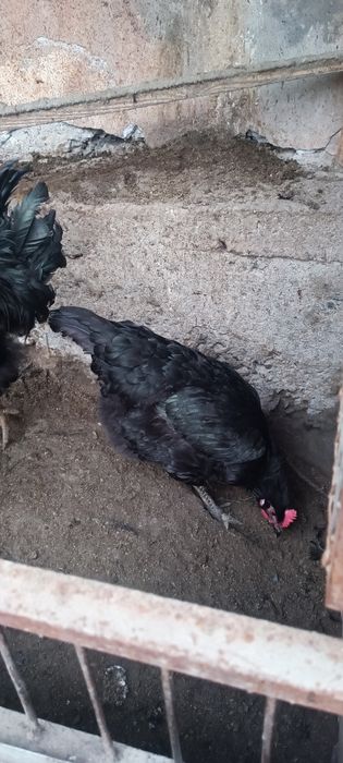 Инкубатор учун кора шахзода тухумлари сотилади