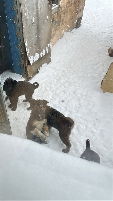 Отдам щенков в добрые руки