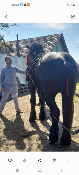 Vând armăsar de trei ani foarte cuminte