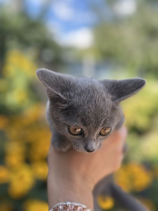 Отдам котёнка в добрые руки