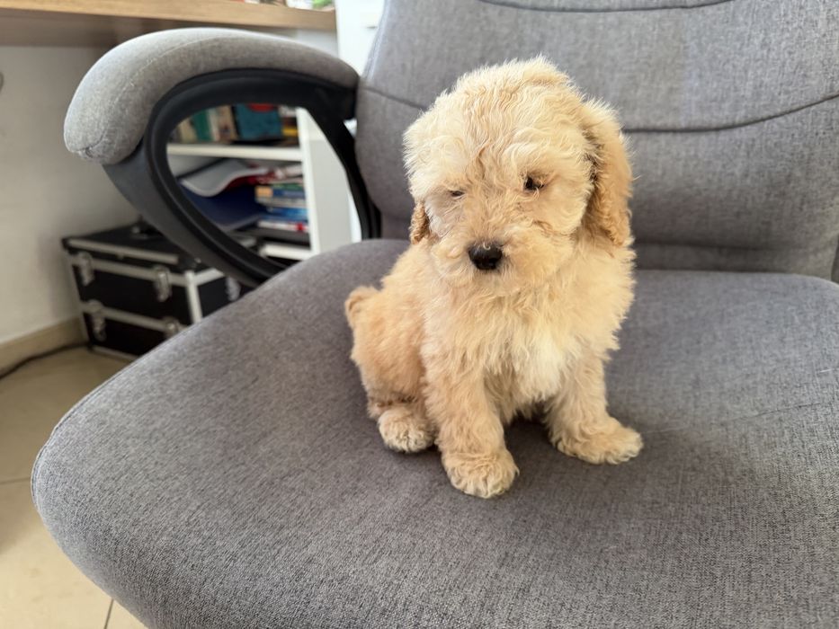 Мини пудели актулано от 13.1.2026