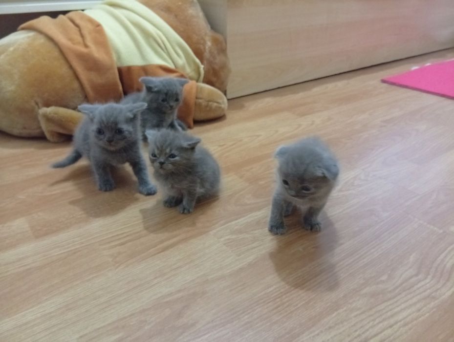 Puii british blue