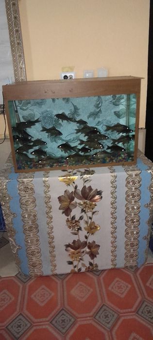 Аквариум sotiladi xolati ideal xech qanday aybi yuq suv hajmi 120 litr