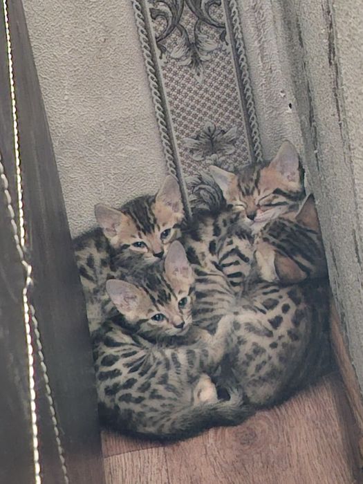 Бенгальские котята