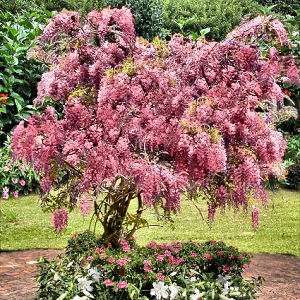 Вистерия-Глициния (Червена и жълта)