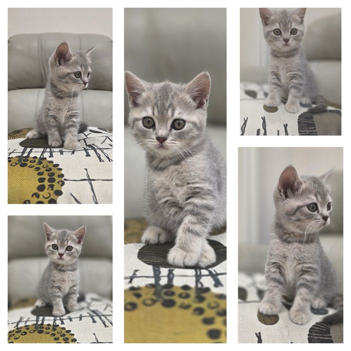 Продаются Котята Британцы