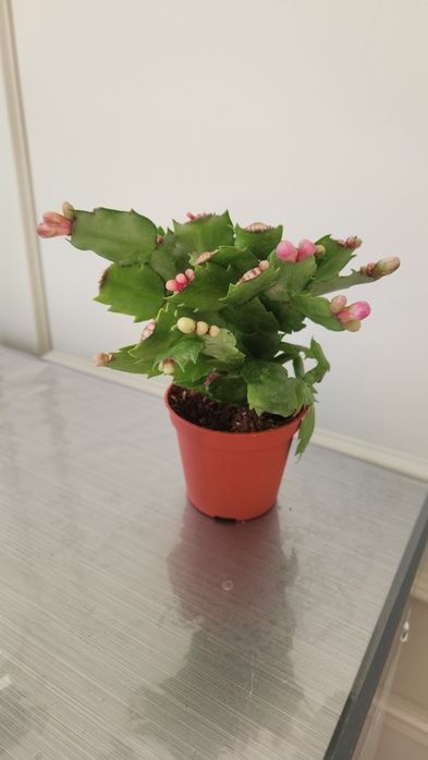 Комнаты цветы от 4500