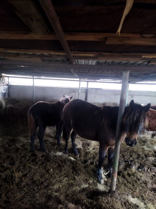 Буаз байтал 500000тг