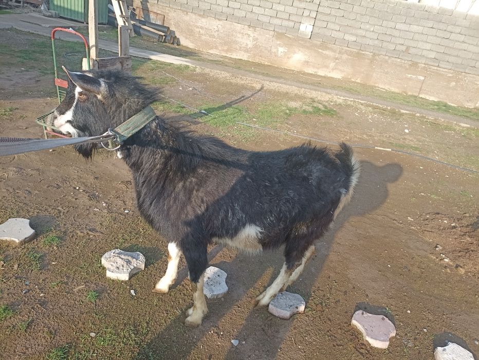 Асыл тұқымды теке