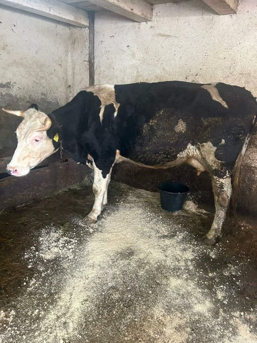 Vând juninca gestantă în 5 luni