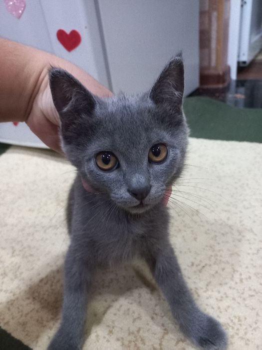 Кошка британской породы